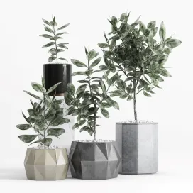 Plants planters